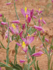 Rhinotropis subspinosa