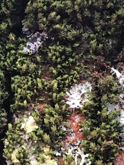 Nyholmiella obtusifolia