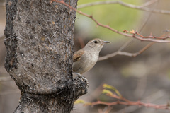 Asthenes dorbignyi usheri