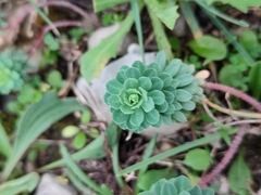 Euphorbia portlandica