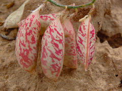 Astragalus ceramicus