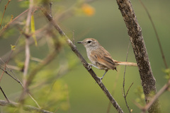 Asthenes dorbignyi usheri