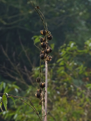 Cardiocrinum giganteum