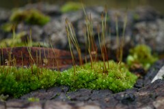 Ptychostomum capillare