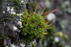 Syntrichia laevipila