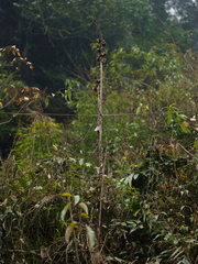 Cardiocrinum giganteum