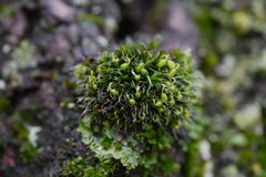 Grimmia pulvinata