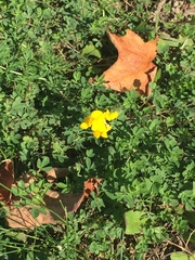 Lotus corniculatus