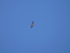 Buteo jamaicensis fuertesi