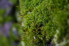 Syntrichia laevipila