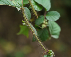 Rubus ellipticus obcordatus