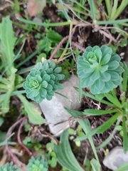 Euphorbia portlandica