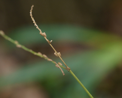 Achyranthes