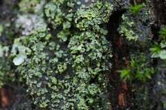 Normandina pulchella