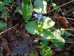 Vinca difformis