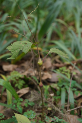 Achyranthes