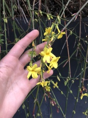 Jasminum nudiflorum