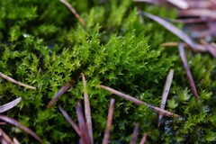 Pseudocrossidium hornschuchianum