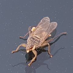 Pseudolynchia canariensis