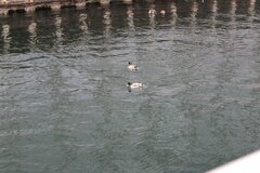 Anas platyrhynchos
