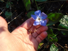 Vinca difformis