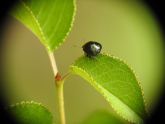 Coptosoma scutellatum