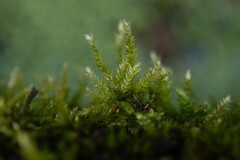 Brachythecium rutabulum