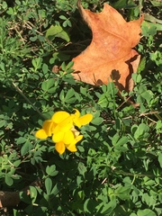 Lotus corniculatus