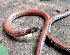 Apostolepis dimidiata