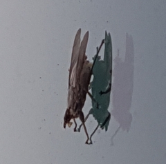 Pseudolynchia canariensis