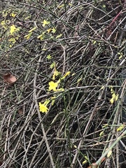 Jasminum nudiflorum