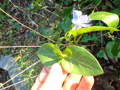 Vinca difformis