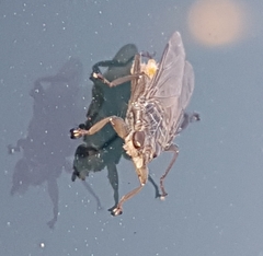 Pseudolynchia canariensis