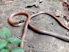 Apostolepis dimidiata