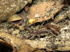 Bothriurus asper