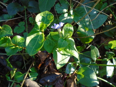 Vinca difformis