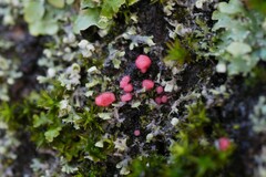 Illosporiopsis christiansenii