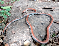 Apostolepis dimidiata