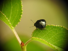 Coptosoma scutellatum