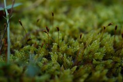 Hypnum cupressiforme