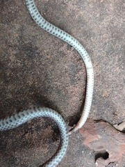 Apostolepis dimidiata