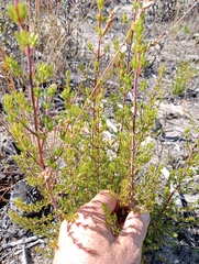 Cliffortia