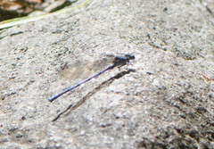 Argia fumipennis
