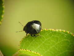 Coptosoma scutellatum