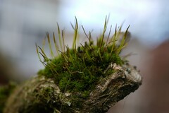 Syntrichia laevipila