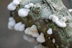 Schizophyllum commune