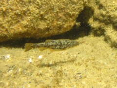 Rhinichthys osculus