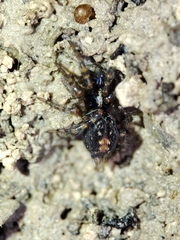 Textrix denticulata