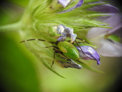 Adelphocoris vandalicus
