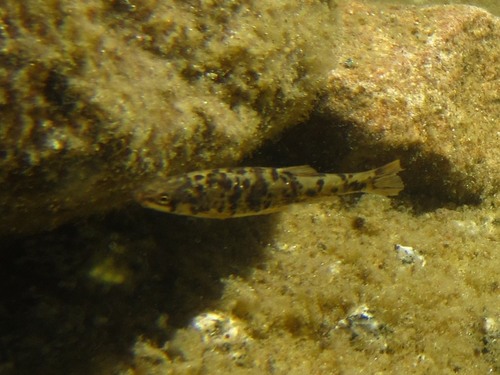 Desert Speckled Dace